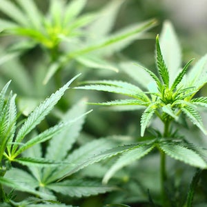 Medical marijuana plants.