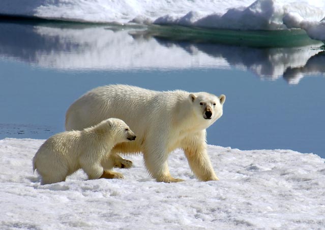 Polar bears