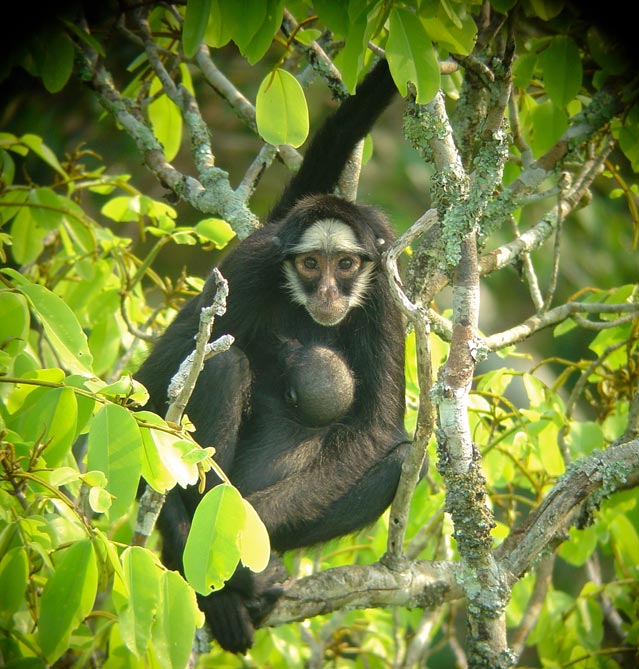 White-whiskered spider monkey