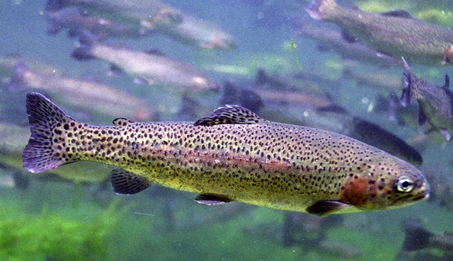 Steelhead out of the big river! Gotta watch your step while