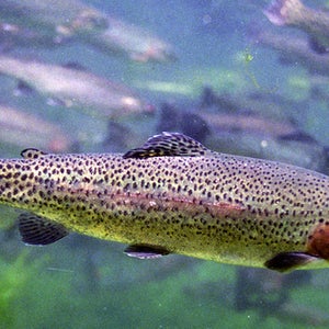A steelhead trout.