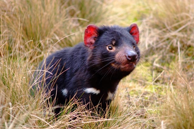 Tasmanian devil