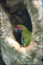 Great Green Macaw