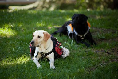 Dog Trainer Mike Stewart on Preparing Your Pooch for the Trail