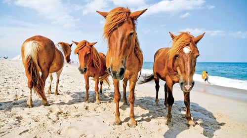 Assateague Island MD Washington DC Professional Photographer Portrait Photographer Event Photographer Currently in D.C. Ponies Chilld playing beach Beautiful weather Yacouba Tanou YTanou Photography ԹϺ Coastal Beach goers Vacation fun attraction National Park