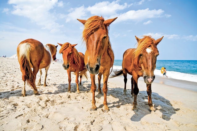 Weekend Escape: Assateague Island