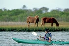 adult animals Assateague Island National Seas boater boating Delmarva Peninsula eating grazing horse kayak kayaker kayaking male mammal Maryland Mid-Atlantic North America one one person people pony recreation USA watercraft Wild horse Worcester County