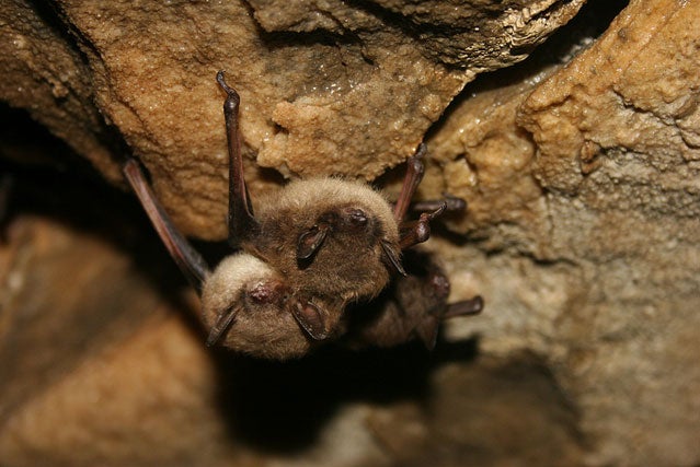 Crystal Cave Wisconsin brown bats darkness