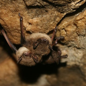 Crystal Cave Wisconsin brown bats darkness