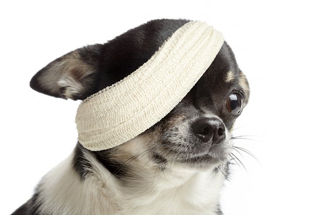 The 10 Most Common Dog Ailments, and How to Treat Them in the Field