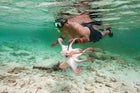 Hunting octopus in the swimming