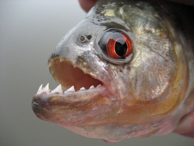 piranha attack survival apocalypse