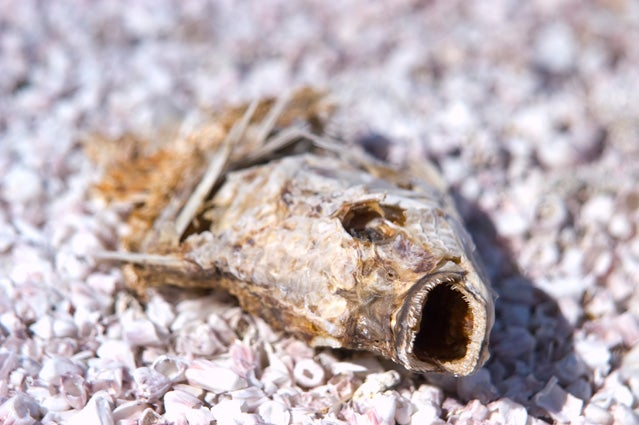 Salton Sea.