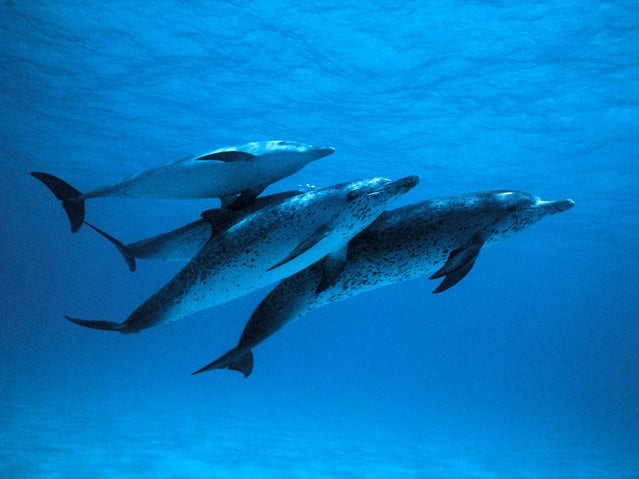 MAY 4: Two of the six female dolphins at the National Aquarium