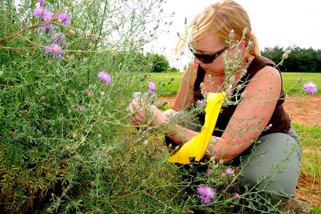 AAREC (Fayetteville) ENTO environment insects students