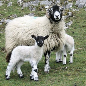 Wool is looking to give down a