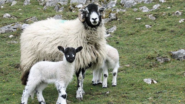 Wool is looking to give down a 