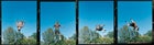 Sky's the limit: Trampoline action in Roger's backyard