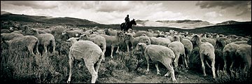 Nicanor hearding sheep in Idaho