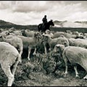 Nicanor hearding sheep in Idaho