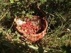 Basket of gooseberries.