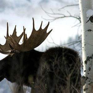 moose Minnesota Katie Heaney