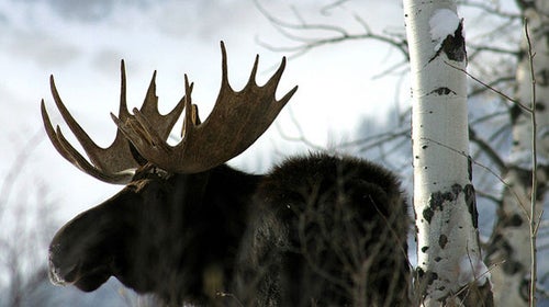 moose Minnesota Katie Heaney