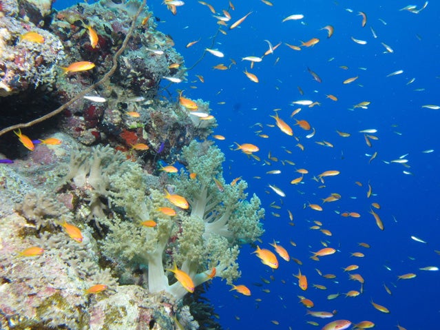 An ocean reef.