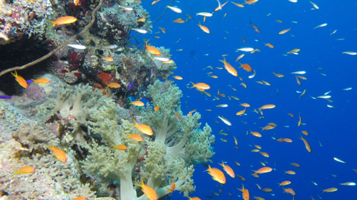 Navy Drops Bombs On Great Barrier Reef