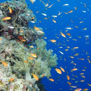 An ocean reef.