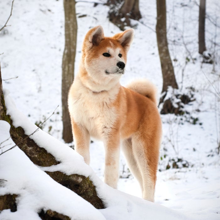 Akita cold weather dogs
