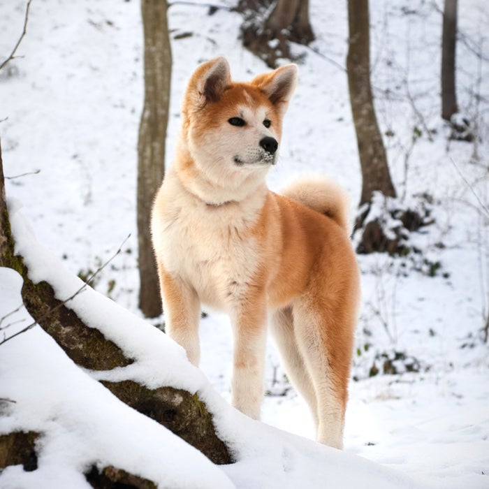 what dogs can handle cold weather