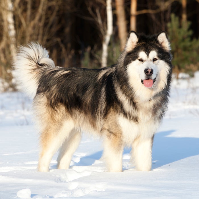 Alaskan Malamute snow dog breeds