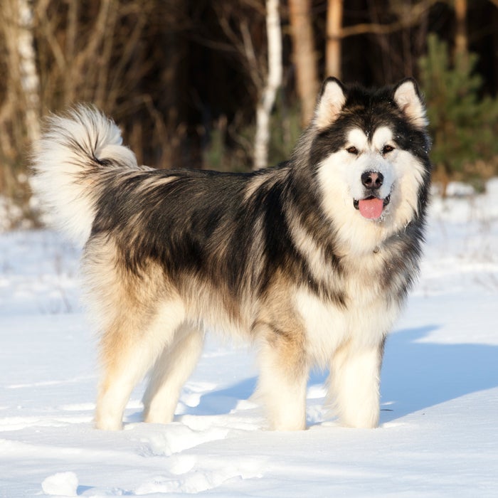 III. Top 5 Cold Weather Dog Breeds