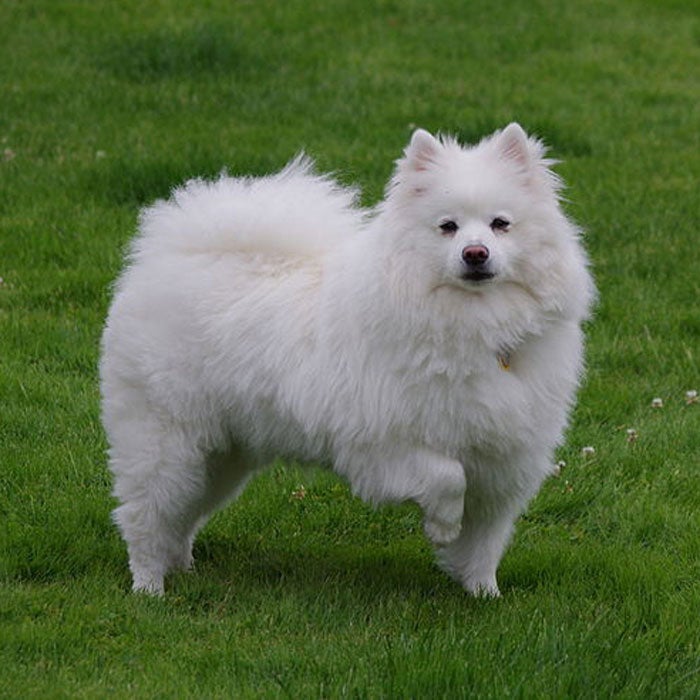 Snow hot sale white dog