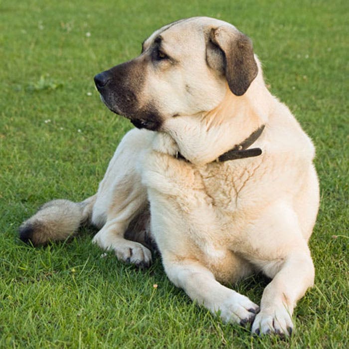 Anatolian Shepherd snow dog breeds