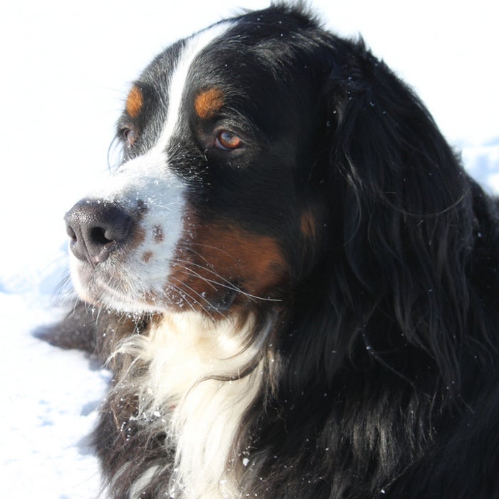 Bernese Mountain Dog snow dog breeds