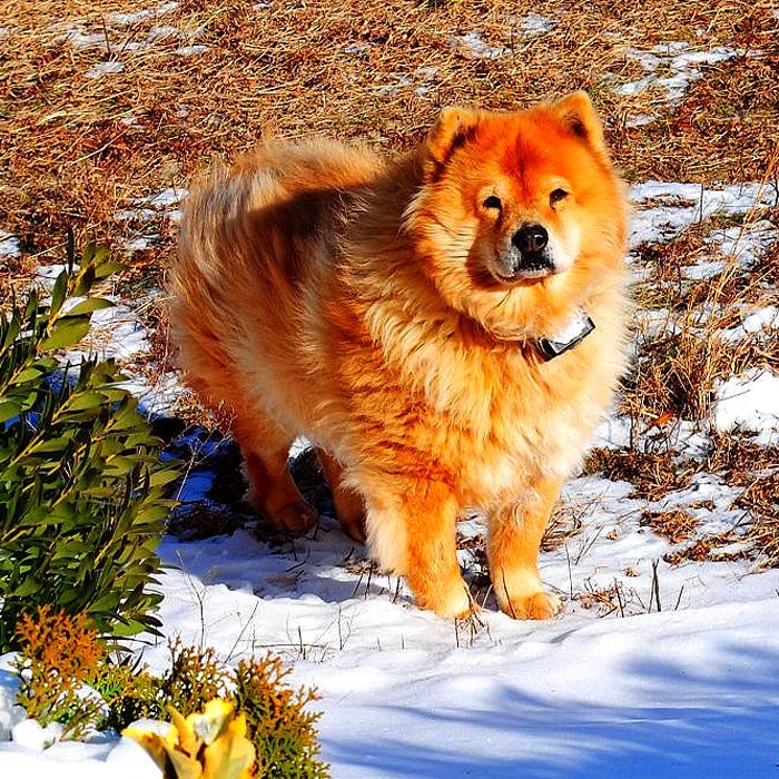 Chow Chows best snow dog breeds