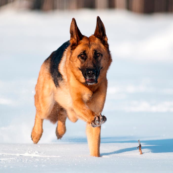 German Shepherd snow dog breeds