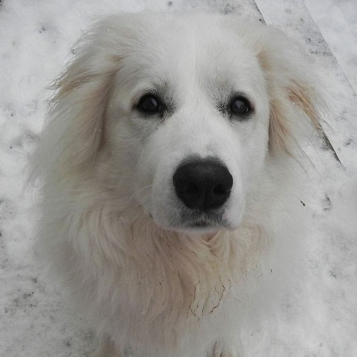 Great Pyrenees