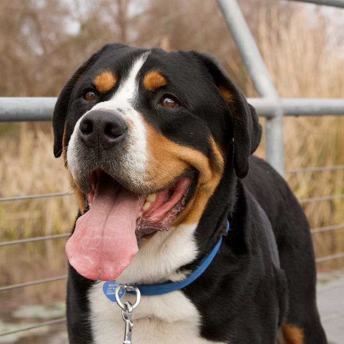 Greater Swiss Mountain Dog