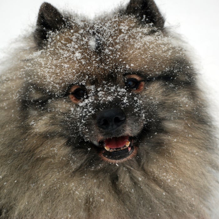 Keeshond snow dog breeds