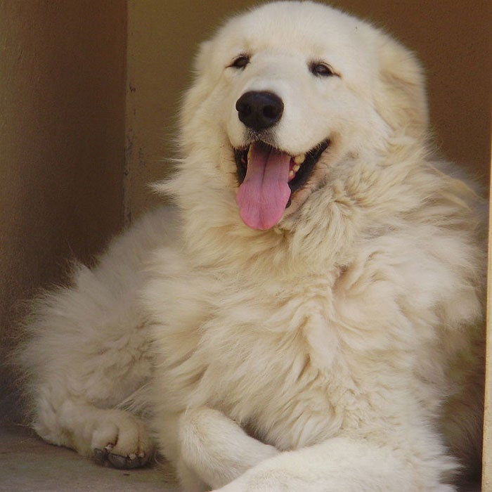 Kuvasz snow dog breeds