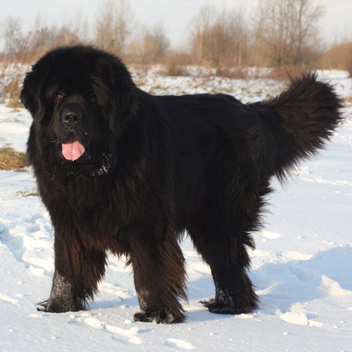 Large black fluffy dog clearance breeds