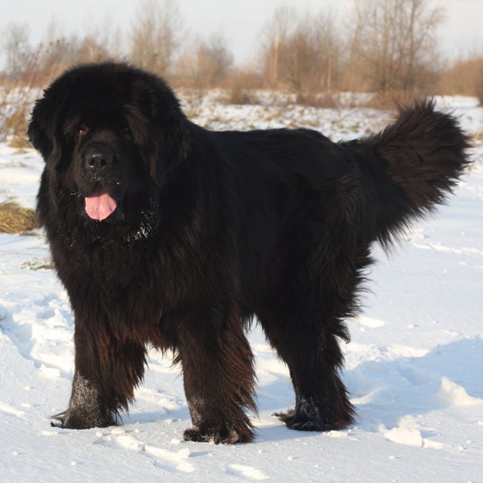 Newfoundland cold-weather dog breeds