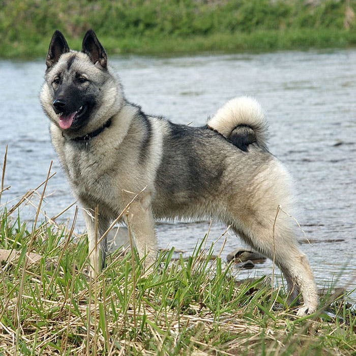 Norwegian Elkhound