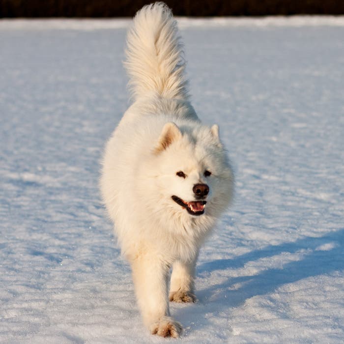 Samoyed dog breed