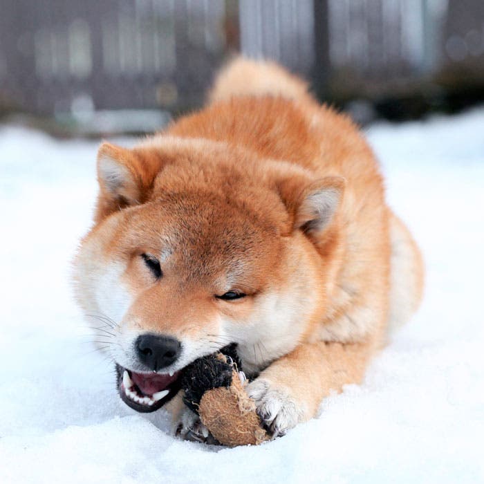 Shiba Inu dog breed
