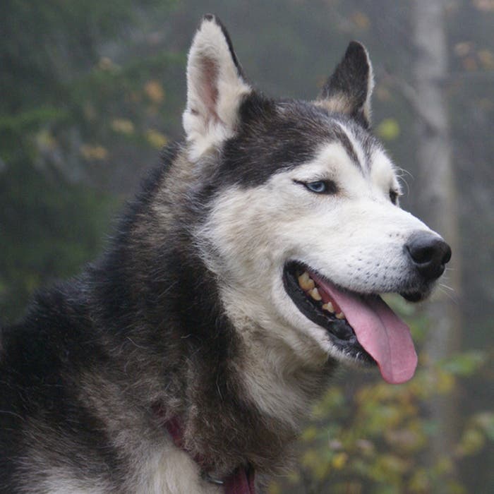 Siberian Husky dog breed