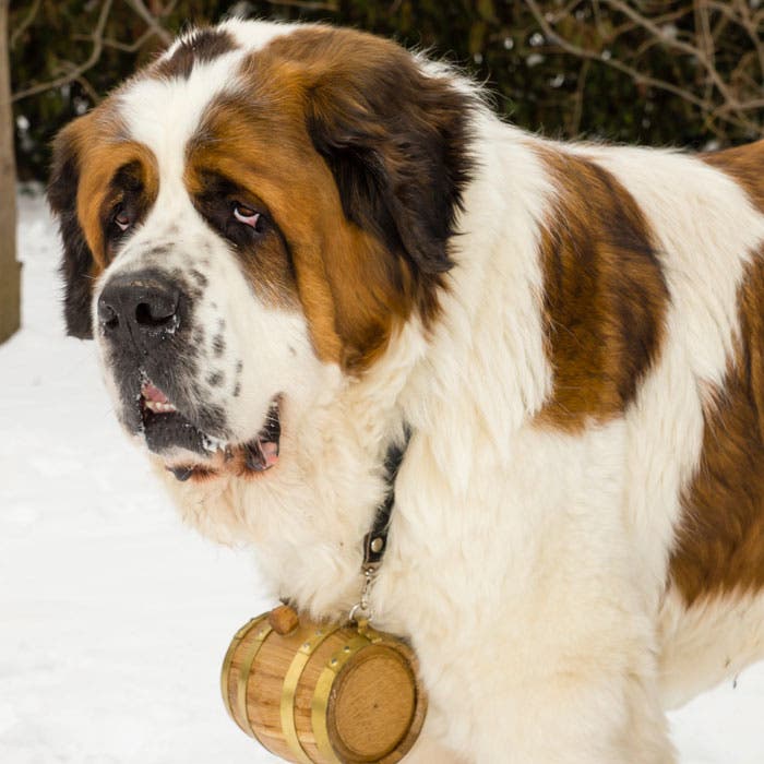 Saint Bernard snow dog breeds